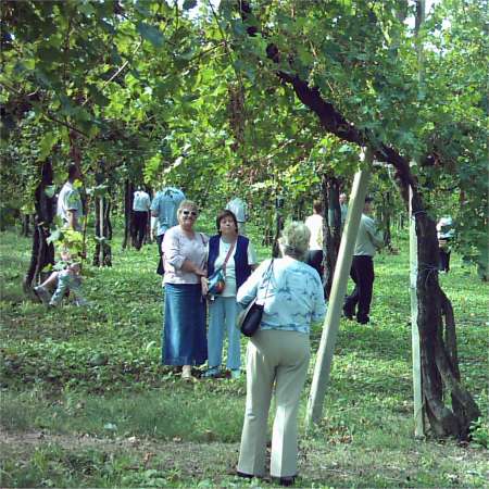 Enoturismo: visita ai vigneti