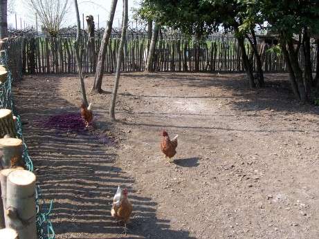 Foto delle galline negli allevamenti della fattoria didattica