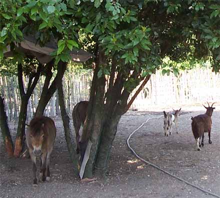Foto dell'asino, delle caprette e del pony