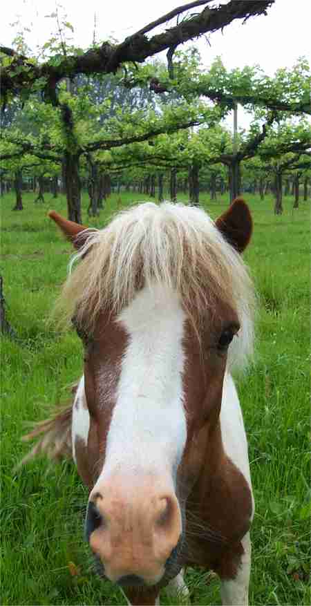 Foto del pony Pino